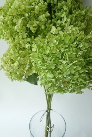 画像4: Dry plants for decor デコール用乾燥紫陽花（アナベル・中）2021年度開花分