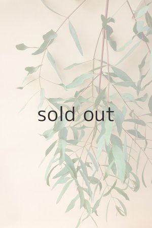 画像3: Dry plants for decor ユーカリ生切り枝（ビミナリス）タイプ500〜700mm