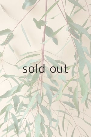 画像6: Dry plants for decor ユーカリ生切り枝（ビミナリス）タイプ500〜700mm