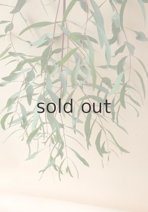 画像4: Dry plants for decor ユーカリ生切り枝（ビミナリス）タイプ500〜700mm