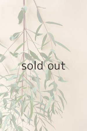 画像5: Dry plants for decor ユーカリ生切り枝（ビミナリス）タイプ500〜700mm