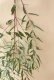 画像5: Dry plants for decor ユーカリ生切り枝（ビミナリス）タイプ500〜700mm