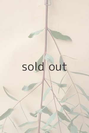 画像2: Dry plants for decor ユーカリ生切り枝（ビミナリス）タイプ500〜700mm