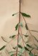 画像2: Dry plants for decor ユーカリ生切り枝（ビミナリス）タイプ500〜700mm