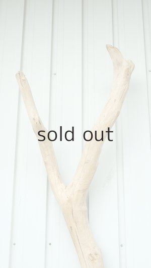 画像4: 大型　幹