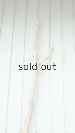 画像4: 大型　幹