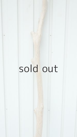 画像3: 大型　幹