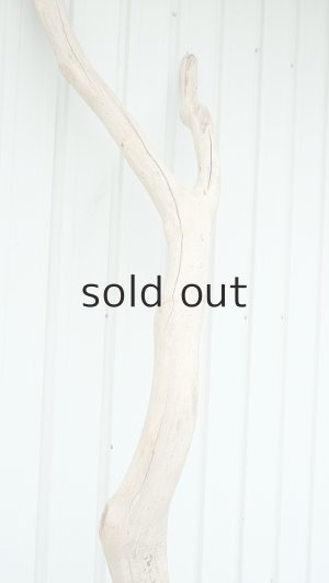 画像6: 大型　幹