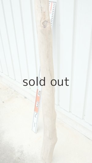 画像7: 大型　幹