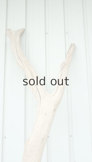 画像5: 大型　幹