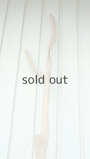 画像5: 大型　幹