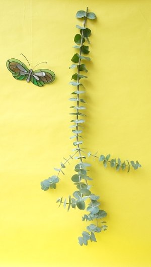 画像13: Dry plants for decor ユーカリ生切り枝（プルベルレンタ・銀世界）タイプ700mm