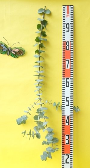 画像16: Dry plants for decor ユーカリ生切り枝（プルベルレンタ・銀世界）タイプ700mm