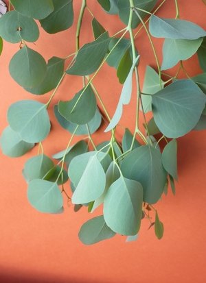 画像7: Dry plants for decor ユーカリ生切り枝（ポポラス）タイプ500mm