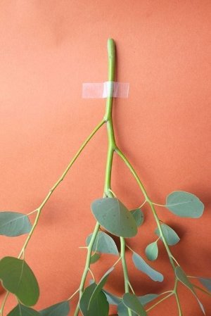 画像5: Dry plants for decor ユーカリ生切り枝（ポポラス）タイプ500mm