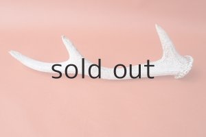 画像4: デコール用二ホンジカの角＊outlet＊