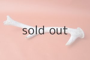 画像5: デコール用二ホンジカの角＊outlet＊