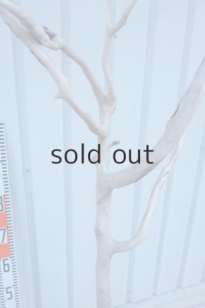 画像13: 大型　幹