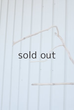 画像5: 大型　幹