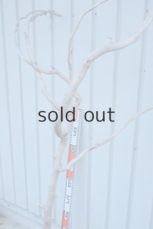 画像11: 大型　幹