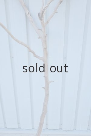 画像3: 大型　幹