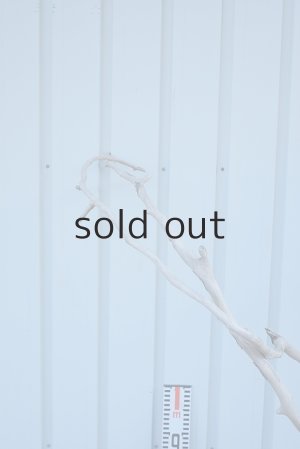 画像9: 大型　幹