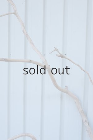 画像6: 大型　幹