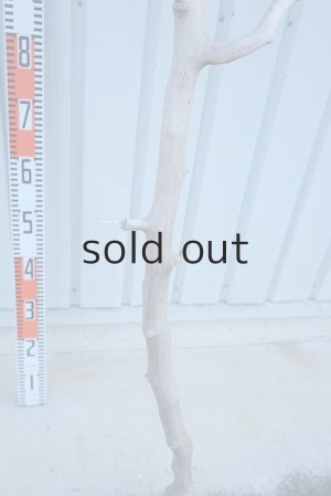 画像14: 大型　幹