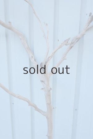 画像8: 大型　幹