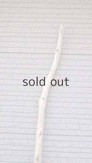 画像4: 棒流木・長尺