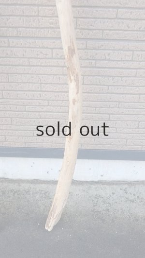 画像5: 棒流木・長尺