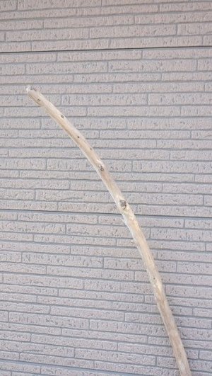 画像4: 棒流木・長尺