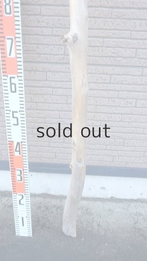 画像5: 棒流木・長尺