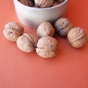 画像9: Dry plants for decor デコール用乾燥胡桃（5個入）