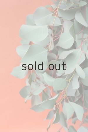 画像4: Dry plants for decor ユーカリ（ポポラス）シンプルスワッグ