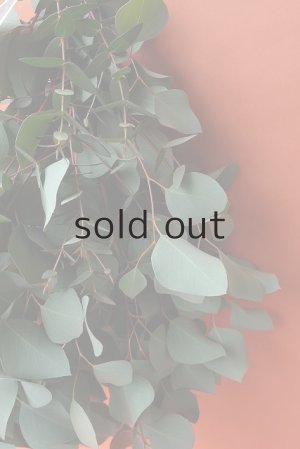 画像6: Dry plants for decor ユーカリ（ポポラス）シンプルスワッグ