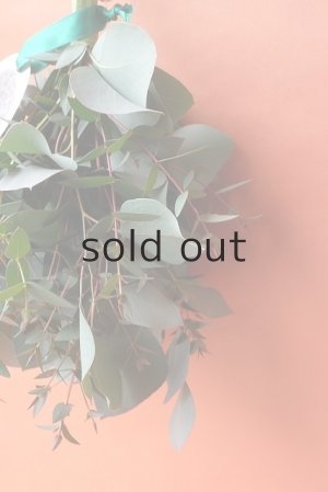 画像5: Dry plants for decor ユーカリ（ポポラス）シンプルスワッグ