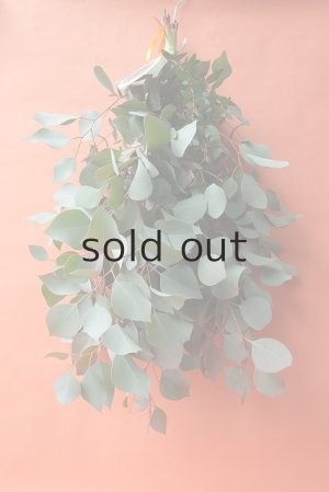 画像2: Dry plants for decor ユーカリ（ポポラス）シンプルスワッグ