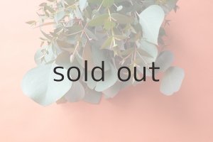 画像6: Dry plants for decor ユーカリ（ポポラス）シンプルスワッグ