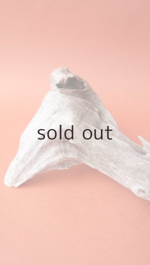 画像5: 変形流木