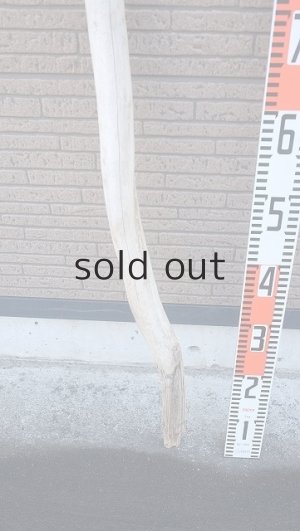 画像5: 棒流木・長尺