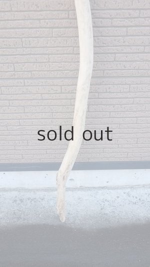 画像2: 棒流木・長尺