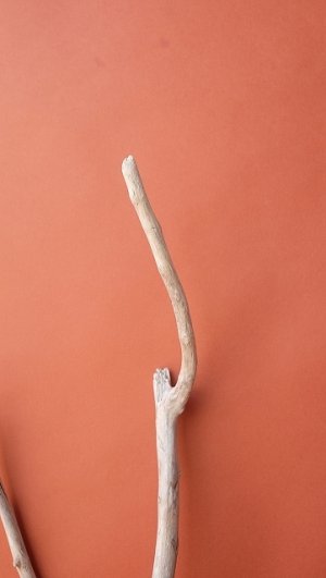 画像5: 小枝流木