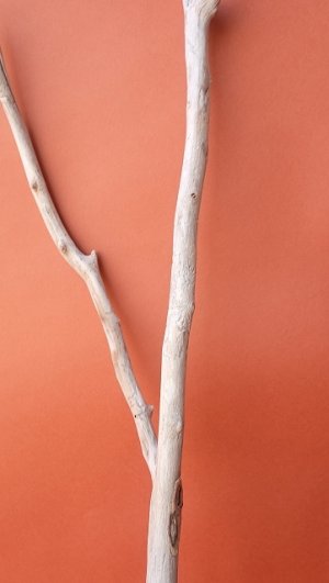 画像3: 小枝流木