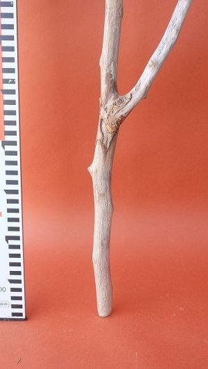 画像6: 小枝流木