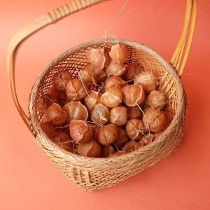 画像5: Dry plants for decor デコール用乾燥風船かずら（10個入）