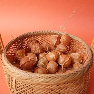 画像6: Dry plants for decor デコール用乾燥風船かずら（10個入）