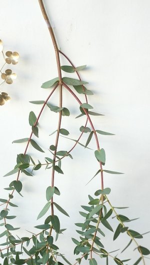 画像3: Dry plants for decor ユーカリ生切り枝（パルブラ）タイプ500〜700mm