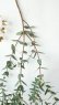 画像3: Dry plants for decor ユーカリ生切り枝（パルブラ）タイプ500〜700mm (3)