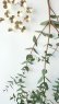 画像4: Dry plants for decor ユーカリ生切り枝（パルブラ）タイプ500〜700mm